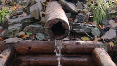 Water source in Green Forest. Pine Trees Fairy Forest. Autumn time Stock Footage 96729029
