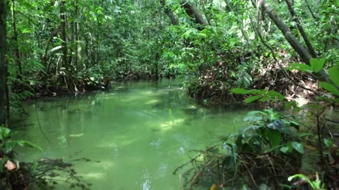 Water source in igarape river among trees in the Amazon Rainforest, Brazil. Stock Footage 150160744