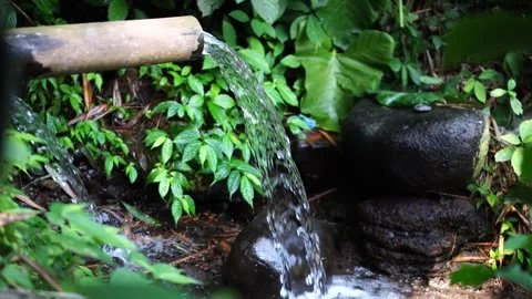 Water sources in forest areas Video stock 275571277