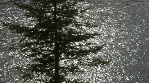 Water sparkling tree silhouette Stock Footage 150008
