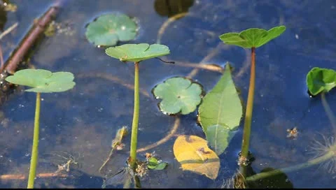 Water spider Video stock 11123106