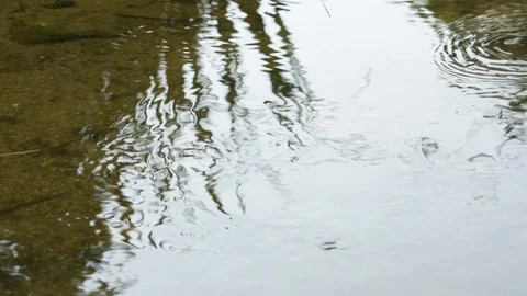 Water Spider Vídeo Stock 111826352