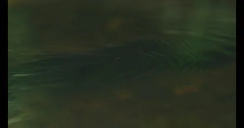 Water Spider Video stock 137230795