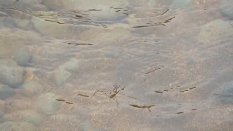 Water spider Video stock 270041637