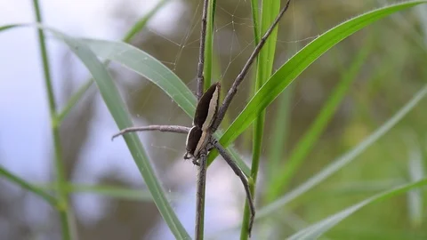 Water spider on grass leaf Stock Footage 90239854