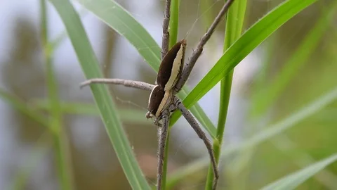 Water spider on grass leaf Stock Footage 90239966