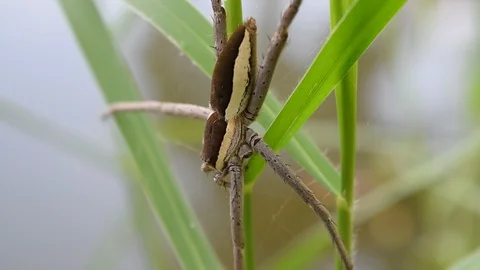 Water spider on grass leaf Stock Footage 90240032