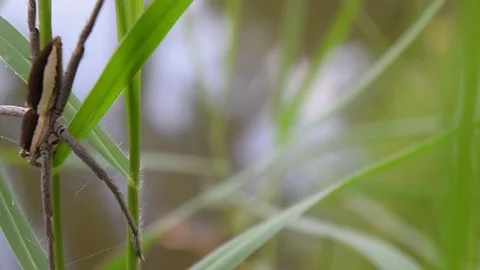 Water spider on grass leaf Stock Footage 90240073