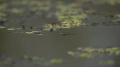 Water spider running on the water Stock Footage 283728797