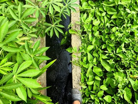 Water Spinach and Cassava Crop Separated by Irrigation Ditch Stock Photos
