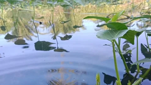 Water spinach Stock Footage 242166058