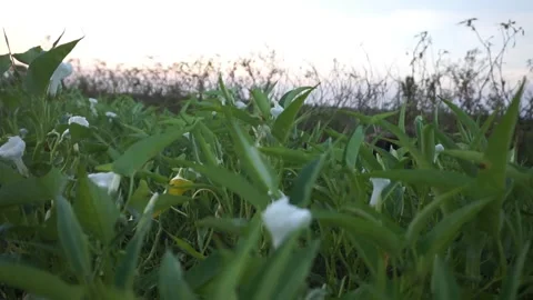 Water spinach Vídeo Stock 332171769