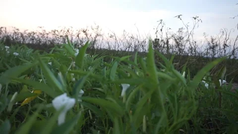 Water spinach Видео 332171779