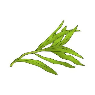 Water spinach illustration Stock Illustration