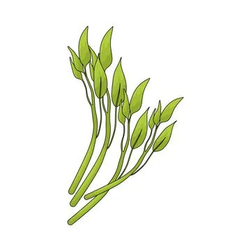 Water spinach illustration Stock Illustration
