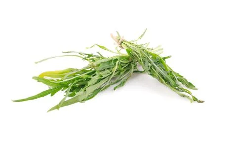 Water spinach isolated on white background Stock Photos
