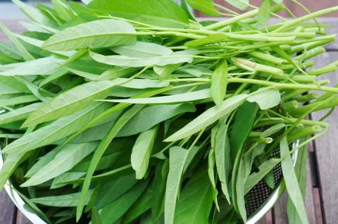 Water spinach Stock Photos
