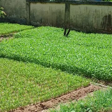 Water spinach 스톡 사진
