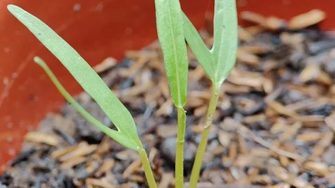 Water spinach plants Stock Footage 306036392