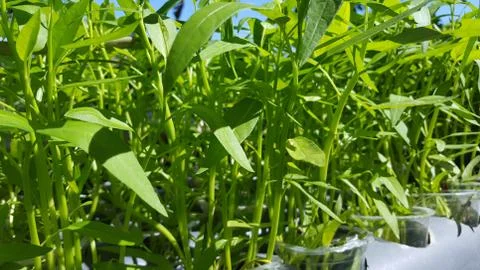 Water spinach plants with hydroponic systems. 写真素材