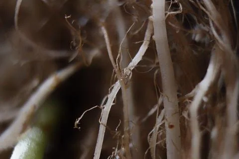 Water spinach root vegetable Stock-Fotos