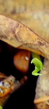 Water Spinach Sprout Growing Between Dry Fallen Leaves Stock Photos
