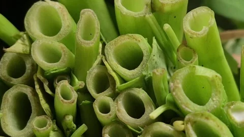 Water spinach stem Stock Footage 309586407