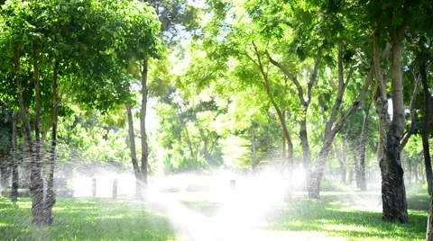 Water splash in the garden Stock Footage 51207204