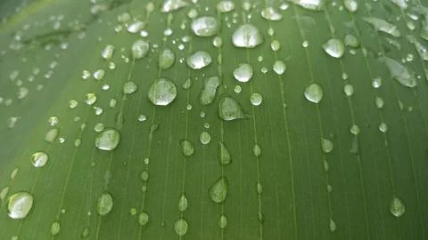Water splash on the leaves Stock Photos