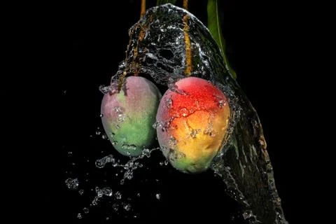 Water splash on mango Stock Photos