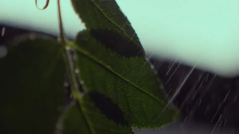 Water splashes and washes green leaves by droplets Stock Footage 231222487