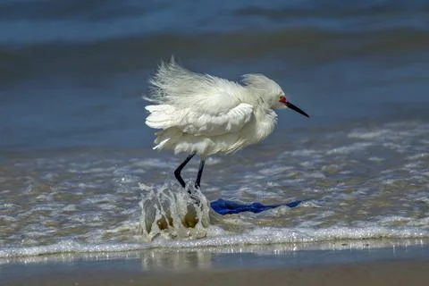 Water splashes on egrets legs. Stock Photos