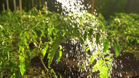 Water Splashes Fall On Tomato Saplings, Drops On Leaves. Growing Seedlings in Stock Footage 152521778