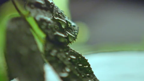 Water splashes lasting small bubbles on green leaves Stock Footage 229845420