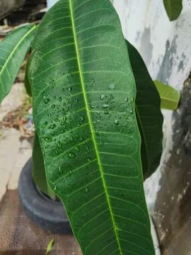Water splashes on a leaf from different angles Stock Photos
