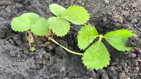 Water splashes on strawberry leaves. spring seedling. watering strawberries Video stock 191127481