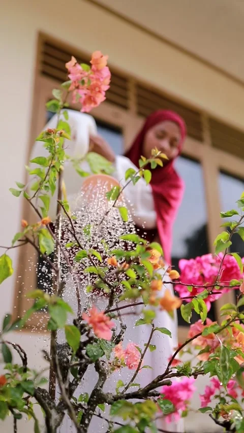 Water splashes from a watering can over pink bougainvillea flowers in garden. Stock Footage 346013698