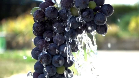 Water Splashing On Grapes In Slow Motion; Stock Footage 79877584