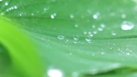Water splashing on green leaf. Stock Footage 153259903