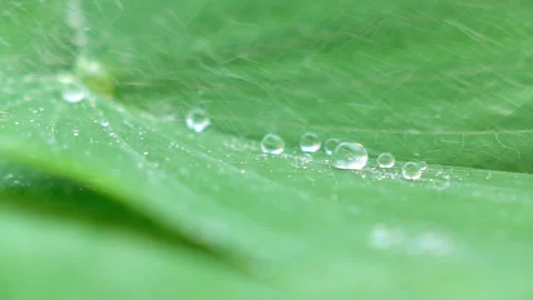 Water splashing on green leaf. Stock Footage 153259908