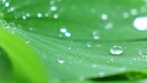 Water splashing on green leaf. Stock Footage 153259909