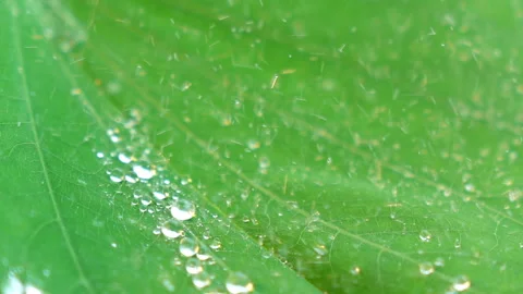 Water splashing on green leaf. Stock Footage 153259911