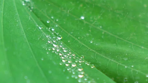 Water splashing on green leaf. Stock Footage 153259914