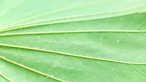 Water splashing on green leaf. Stock Footage 153260292