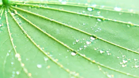 Water splashing on green leaf. Stock Footage 153260305