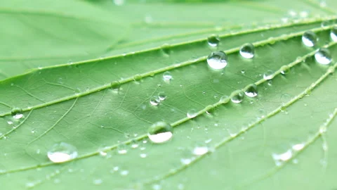 Water splashing on green leaf. Stock Footage 153260319
