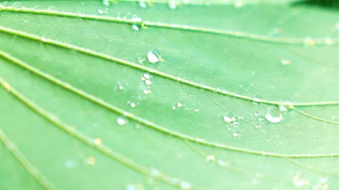 Water splashing on green leaf. Stock Footage 153260320