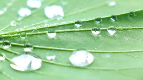 Water splashing on green leaf. Stock Footage 153260402