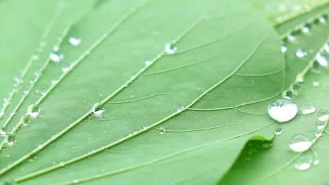 Water splashing on green leaf. Stock Footage 153260407
