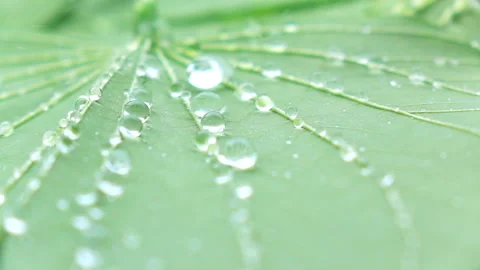 Water splashing on green leaf. Stock Footage 153260419
